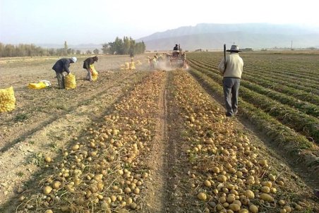 منشأ بذر سیب‌زمینی‌های وارد شده به اردبیل خوراکی است