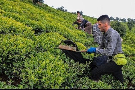۶۰۰۰ هکتار از باغات چای رهاشده گیلان احیاء می‌شود