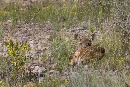 زادآوری گوزن زرد در سایت ارسنجان رشد چشمگیری داشته است