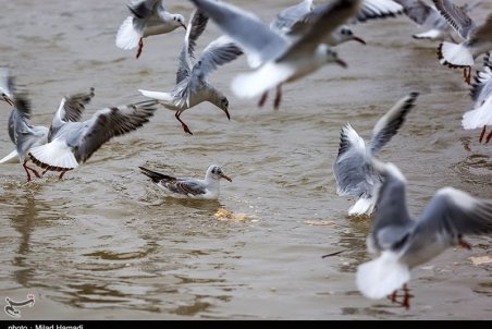کاهش ورود پرندگان مهاجر به کرمانشاه/ ۸۰ گونه از پرندگان مهاجر در کرمانشاه وجود دارد