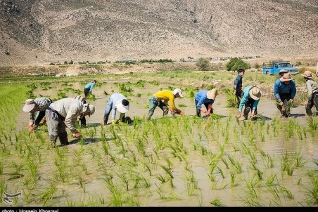 ممنوعیت کشت برنج لغو شد