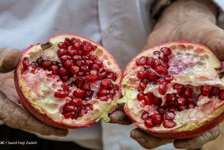 کاهش قیمت لوبیا سبز ظرف ۲۰ روز آینده/ عرضه نارنگی رو به پایان است