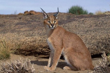 مشاهده یک قلاده سیاهگوش در زیستگاه‌های شهرستان آوج