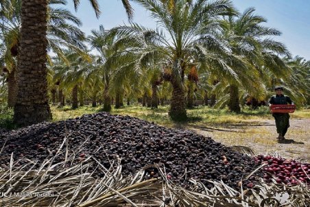 قیمت هر کیلو خرما در مبدا ۲۲ هزار تومان