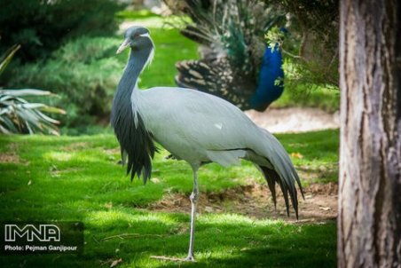 باغ پرندگان بندرعباس بازگشایی می‌شود