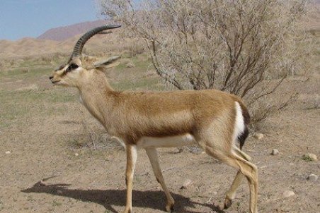 ازدیاد آهو برای فرودگاه کیش مشکل‌ساز شده‌ است/ انتقال جمعیت مازاد به مراکز تکثیر