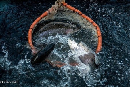 تولید قزل آلا به ۱۳۰ هزار تن می‌رسد/ قیمت هر کیلو قزل آلا ۴۵ هزار تومان