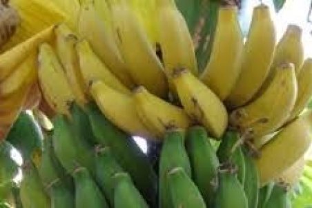 تورم ۱۴۰ درصدی یک میوه ممنوعه!