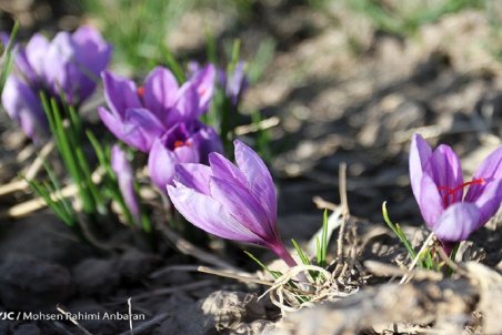 طلای سرخ ارزان شد/ سایه ویروس کرونا بر بازار داخلی زعفران