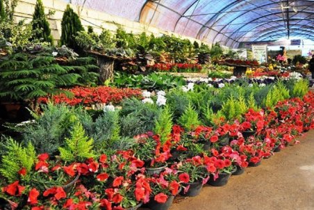 قیمت انواع گل اعلام شد/ تغییر سلیقه مردم از گل به سمت گیاه