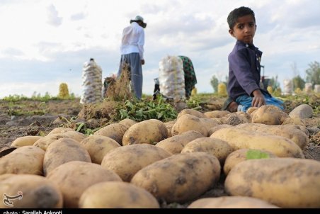 مدیرکل جهاد کشاورزی استان کرمان: به بهانه کمبود منابع آبی کشاورزی نباید تعطیل شود