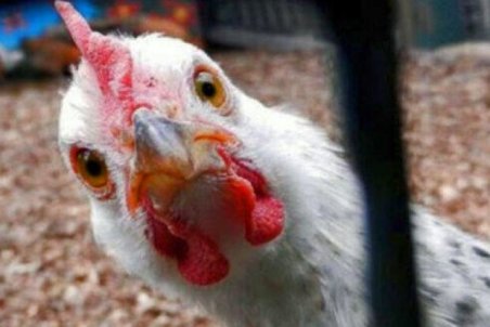 مخالف افزایش ۱۰درصدی قیمت مرغ در بازار اصفهان هستیم