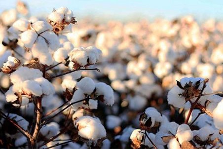 کاویانی: کاهش واردات طلای سفید/ ۹۰ درصد وش پنبه برداشت شد