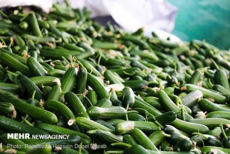 افزایش شدید قیمت خیار/ نرخ به ۲۰ هزار تومان رسید