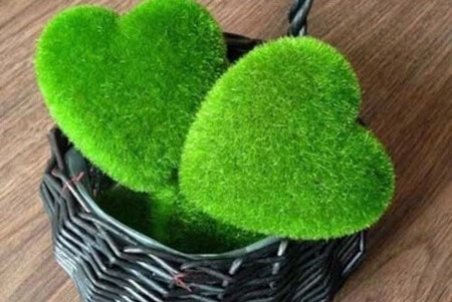 کاشت سبزه عید به شکل قلب