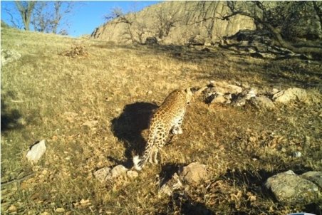 ثبت تصویر پلنگ ایرانی در منطقه حفاظت شده سفیدکوه خرم‌آباد