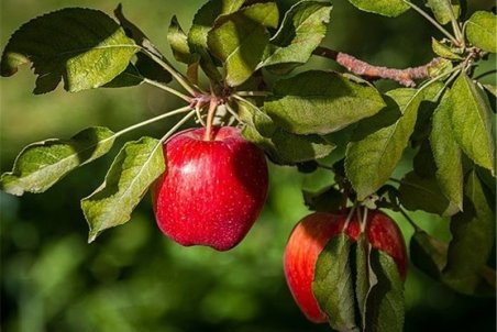 روند صادرات سیب آذربایجان ‌غربی شدت گرفت؛ میزان ذخیره‌سازی سیب در سردخانه‌ها کاهش می‌یابد