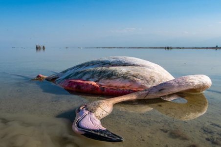وجود بوتولسیم در لاشه پرندگان مهاجر تالاب میانکاله تایید شد