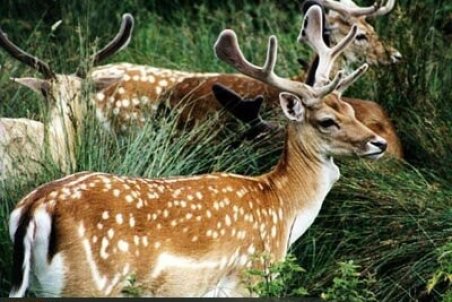 گوزن زرد ایرانی در معرض خطر انقراض