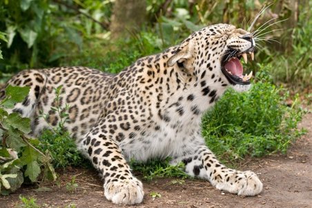 بارقه امید برای فعالان زیست‌محیطی/ حضور یک پلنگ در منطقه حفاظت‌شده خراسان رضوی ثبت شد