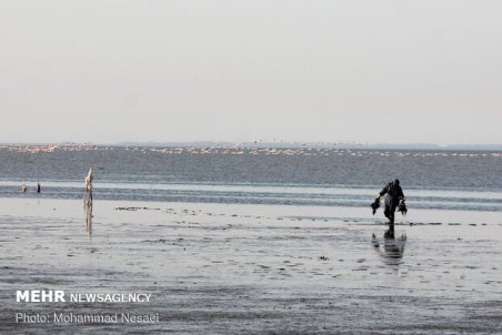 تلفات ۵۰۰۰ بال پرندگان مهاجر در تالاب بین المللی میانکاله