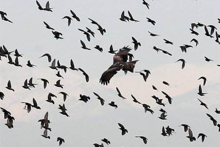 امسال هیچ بیماری حاد پرندگان در استان سمنان مشاهده نشد