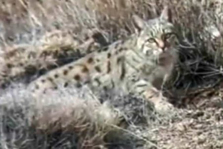 ثبت گربه وحشی در پناهگاه شیرکوه یزد برای اولین بار