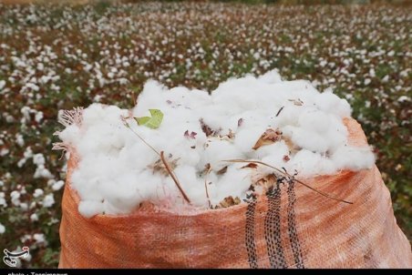 کارخانه‌های پنبه پاک‌کنی گلستان متروکه شده‌اند / چرخ‌های کارخانه با طلای سفید دیگر نمی‌چرخد