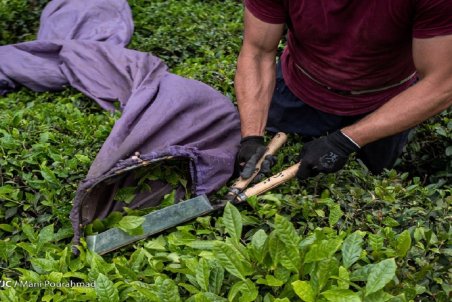 نرخ هر بسته چای ممتاز ایرانی ۶۸ هزار تومان