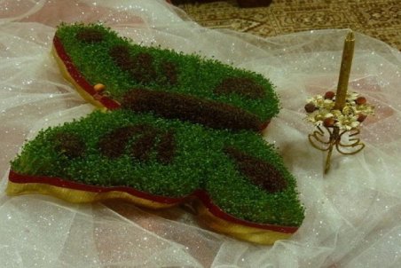 آموزش کاشت سبزه دو رنگ