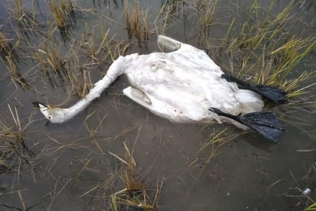 آنفلوآنزای حاد پرندگان در استان تهران شیوع پیدا نکرد