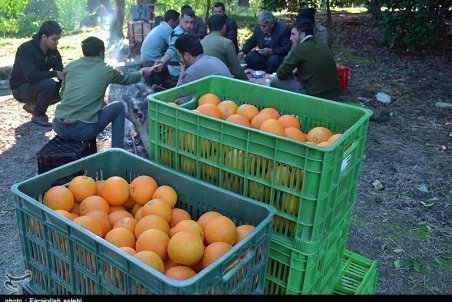 چرا سیب و پرتقال گران شد؟