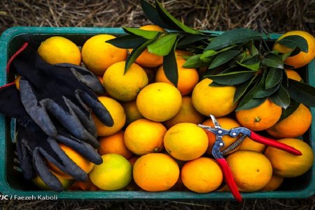 خیار با گرمای هوا ارزان می‌شود/ نرخ هر کیلو سبزی ۴ هزار تومان