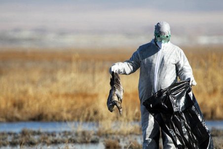 فعلا در اصفهان خبری از آنفلوآنزای پرندگان نیست