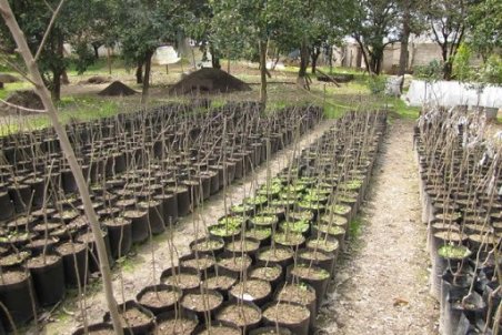 توزیع ۵۰۰ هزار اصله نهال جنگلی و فضای سبزی در البرز آغاز شد