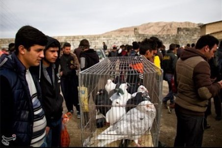 دوره‌گردهای پرنده‌فروش می‌توانند عامل انتقال آنفلوآنزای فوق‌حاد پرندگان باشند