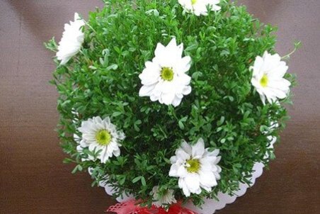 آموزش کاشت سبزه ی توپی