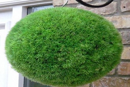 نحوه کاشت سبزه توپی