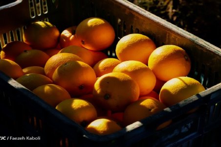 افزایش ۲ برابری عرضه پرتقال در بازار/ خیار هفته آینده ارزان می‌شود