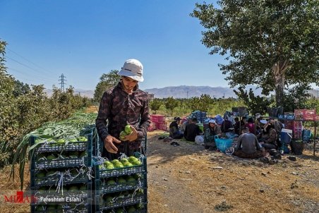 افزایش قیمت میوه از میادین میوه و تره‌بار/ صرفاً واردات موز، انبه، آناناس و نارگیل مجاز است