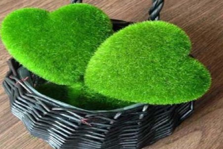 آموزش کاشت سبزه به شکل قلب برای شب عیدی عروس