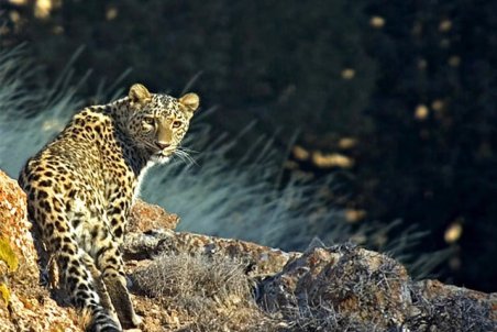 لرستان یکی از بهترین زیستگاه‌های پلنگ ایرانی