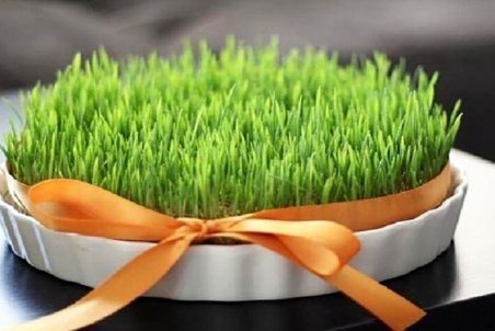 طرز کاشت سبزه گندم برای عید
