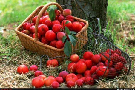 سیب و 6 روشی که می تواند به کاهش وزن کمک کند