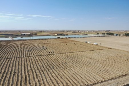 کاشت 22 هزار اصله نهال بید در اراضی تصفیه خانه فاضلاب ورزنه