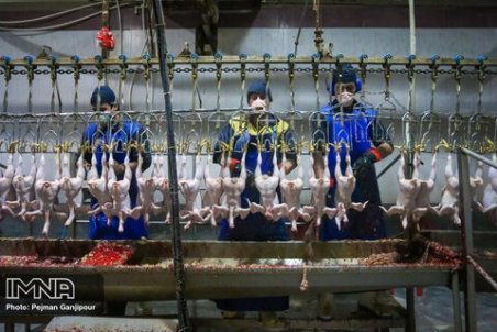 نمی توان یک باره تولید مرغ را افزایش داد