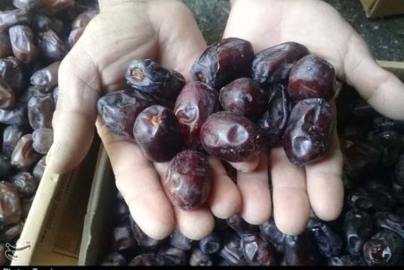 خرمای تازه به ماه رمضان امسال نمی‌رسد/ قیمت خرماهای پر مصرف ماه رمضان