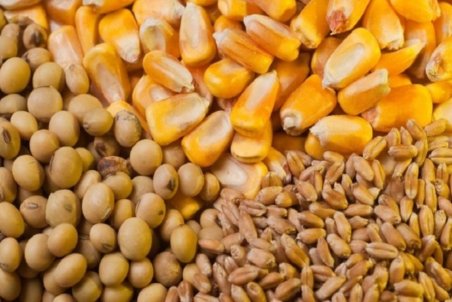 دولت مخالف «شورای قیمت‌گذاری محصولات استراتژیک کشاورزی» است/ اقدام دولت غیر قانونی است