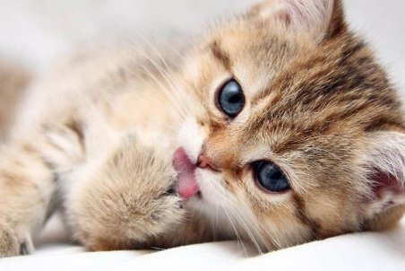 علائم و عوارض اصلی عفونت خراش گربه