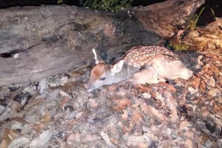 اولین گوساله گوزن زرد در سایت تکثیر و پرورش ارسنجان متولد شد